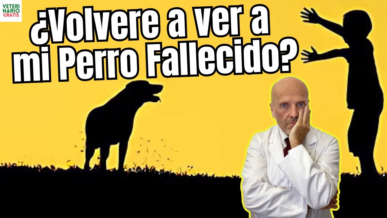 guardar pelo de tu perro fallecido