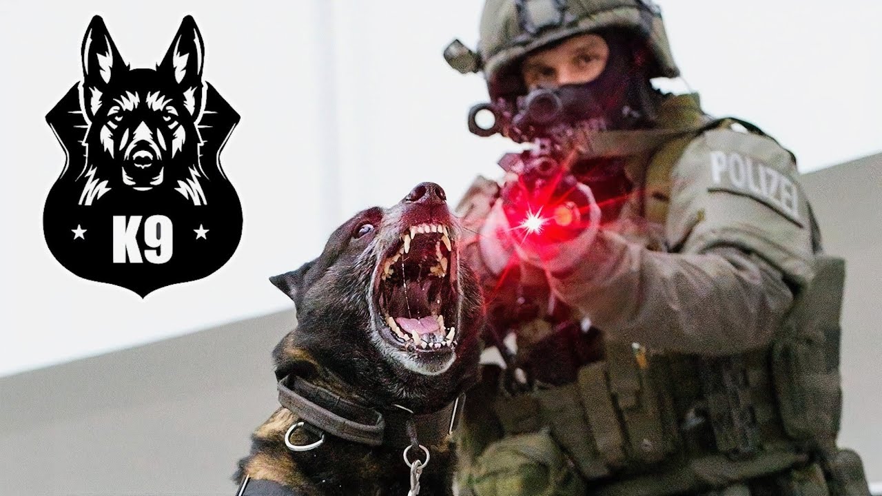 las 10 mejores razas de perros policías