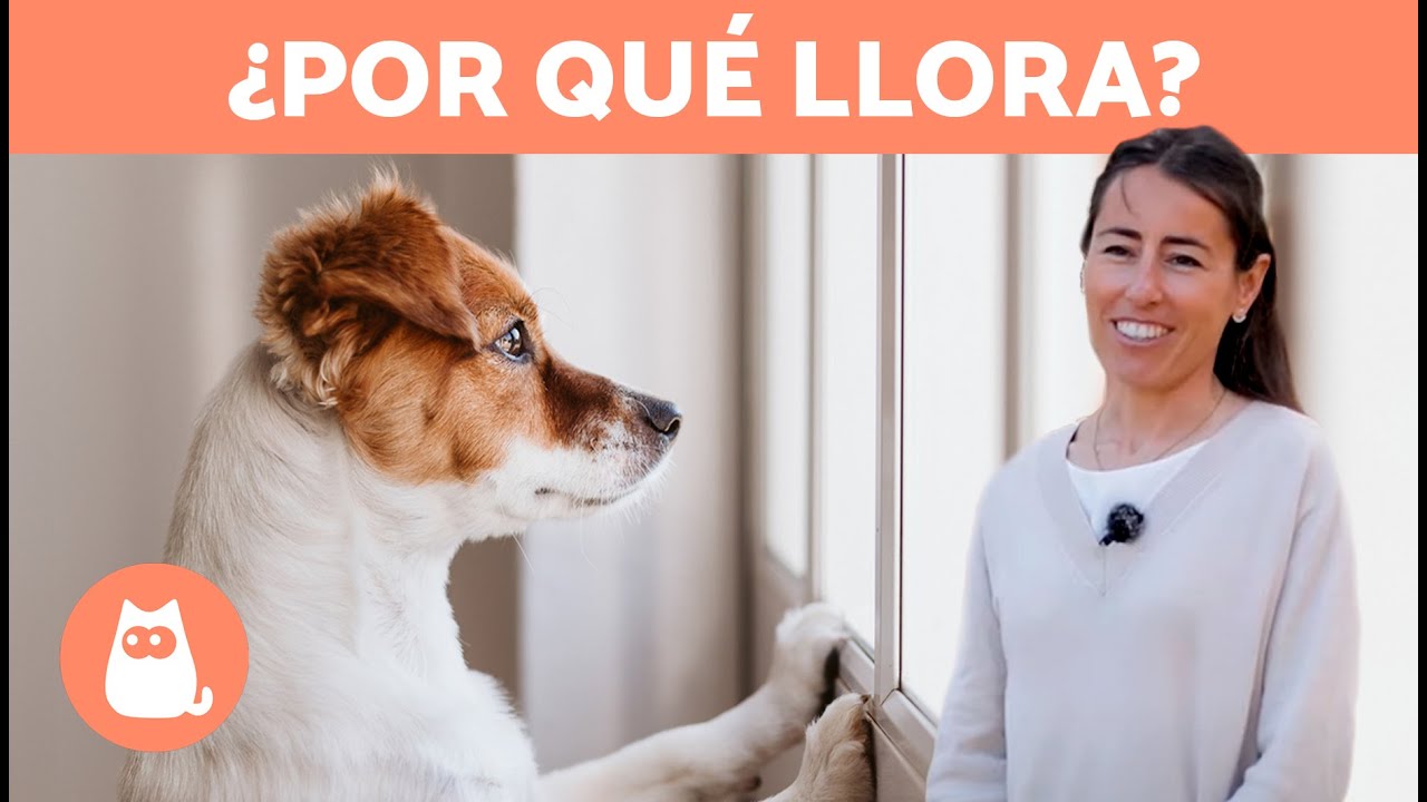 mi perro llora cuando me voy