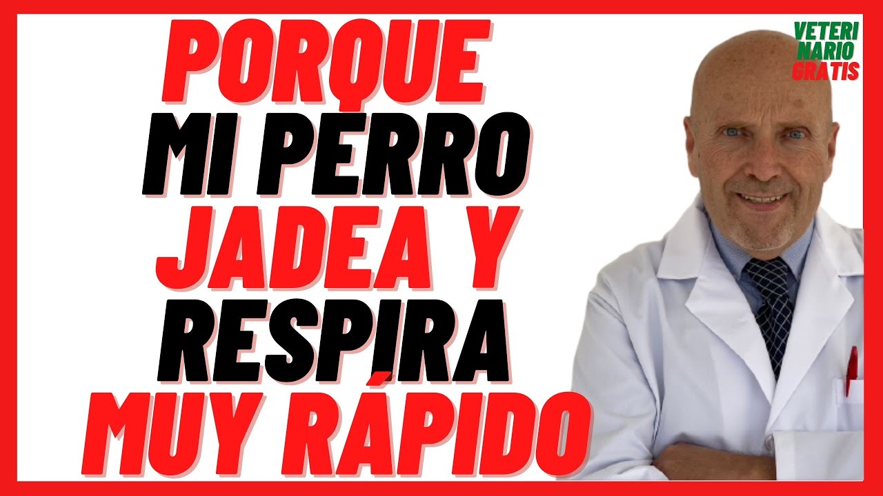 mi perro respira rápido y corto