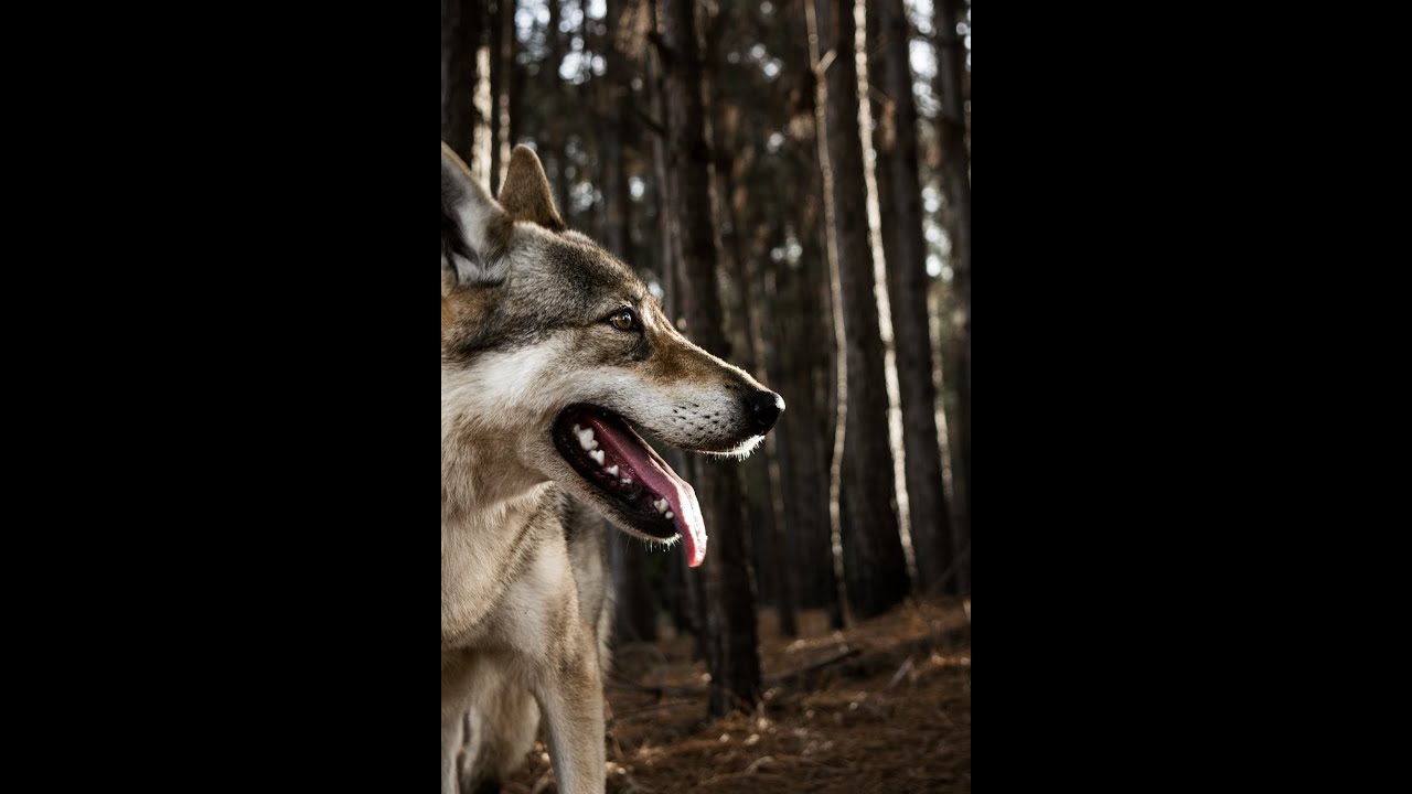 mujeres que corren con lobos frases