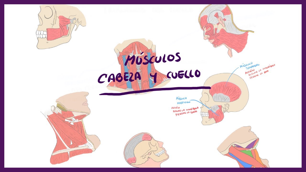 musculos del cuello y la cabeza