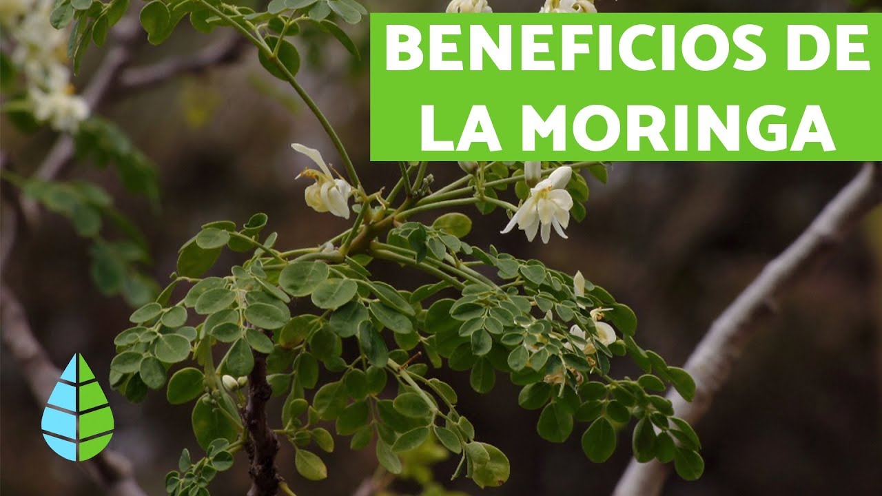 para qué es bueno la moringa