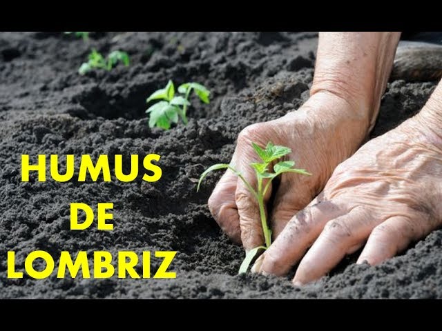 para que sirve el humus de lombriz