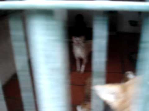 particulares que regalen perros en cataluña