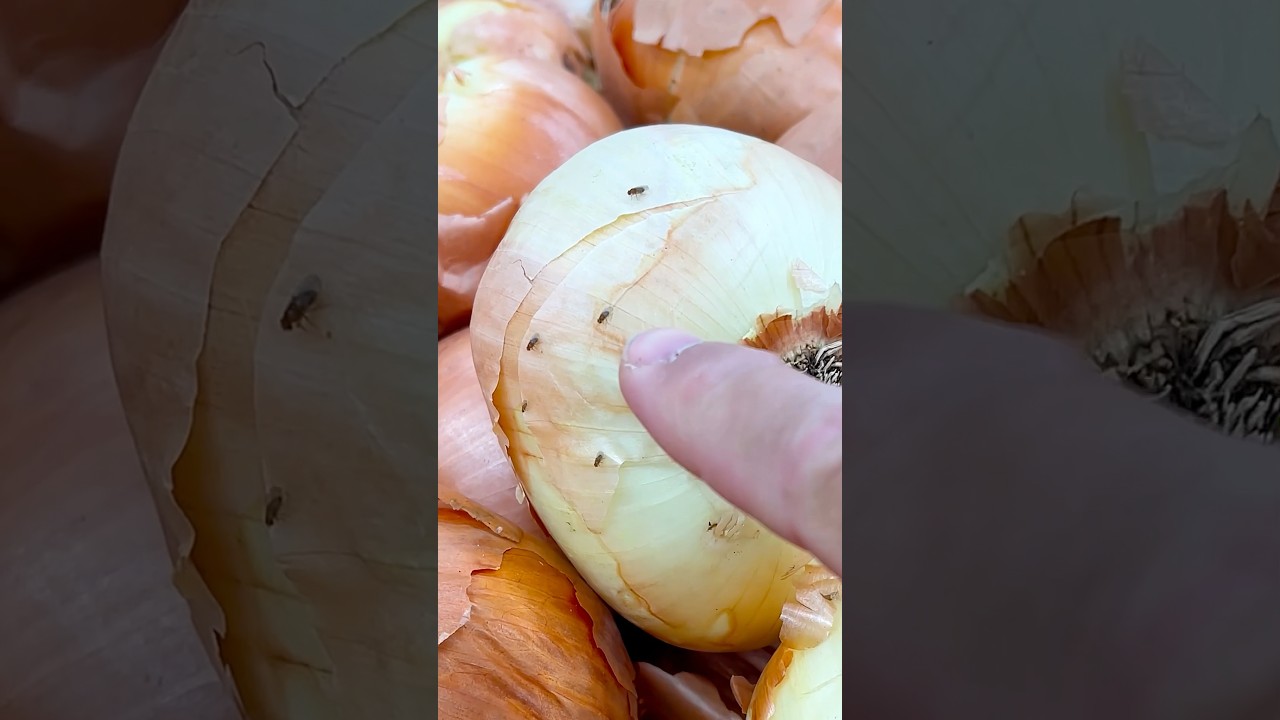 plaga de moscas pequeñas en casa