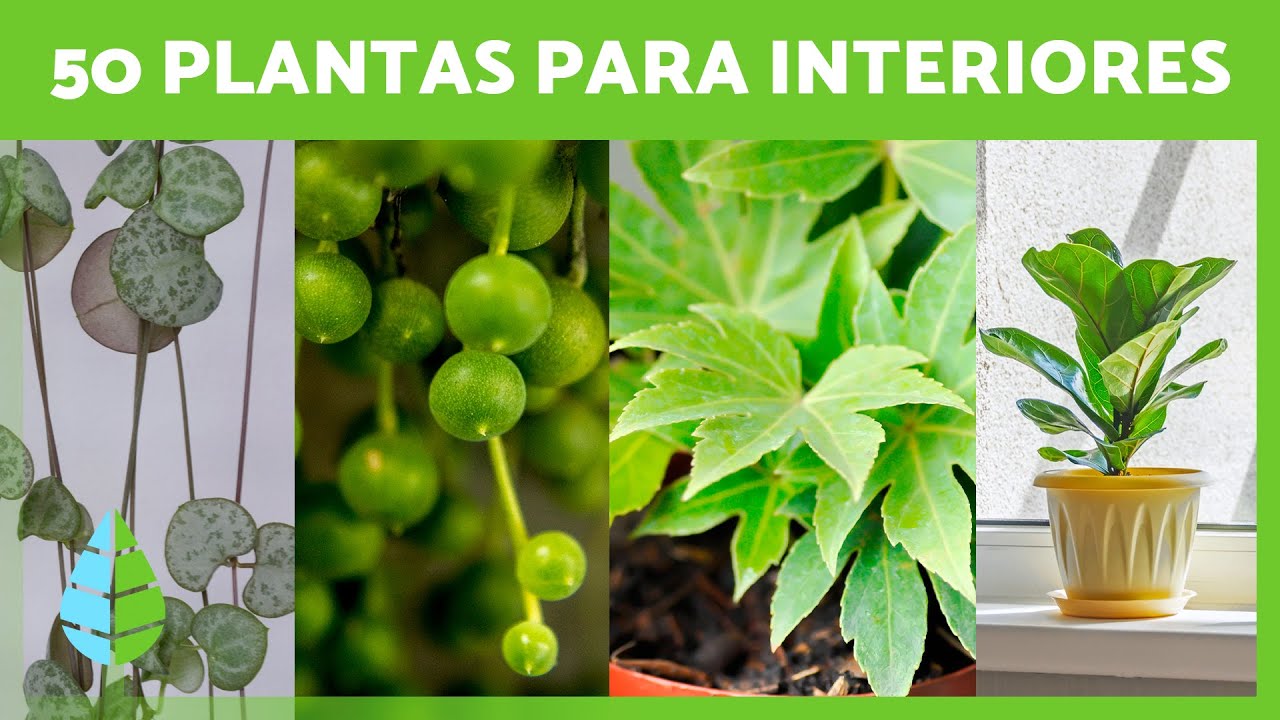 plantas de interior y sus nombres