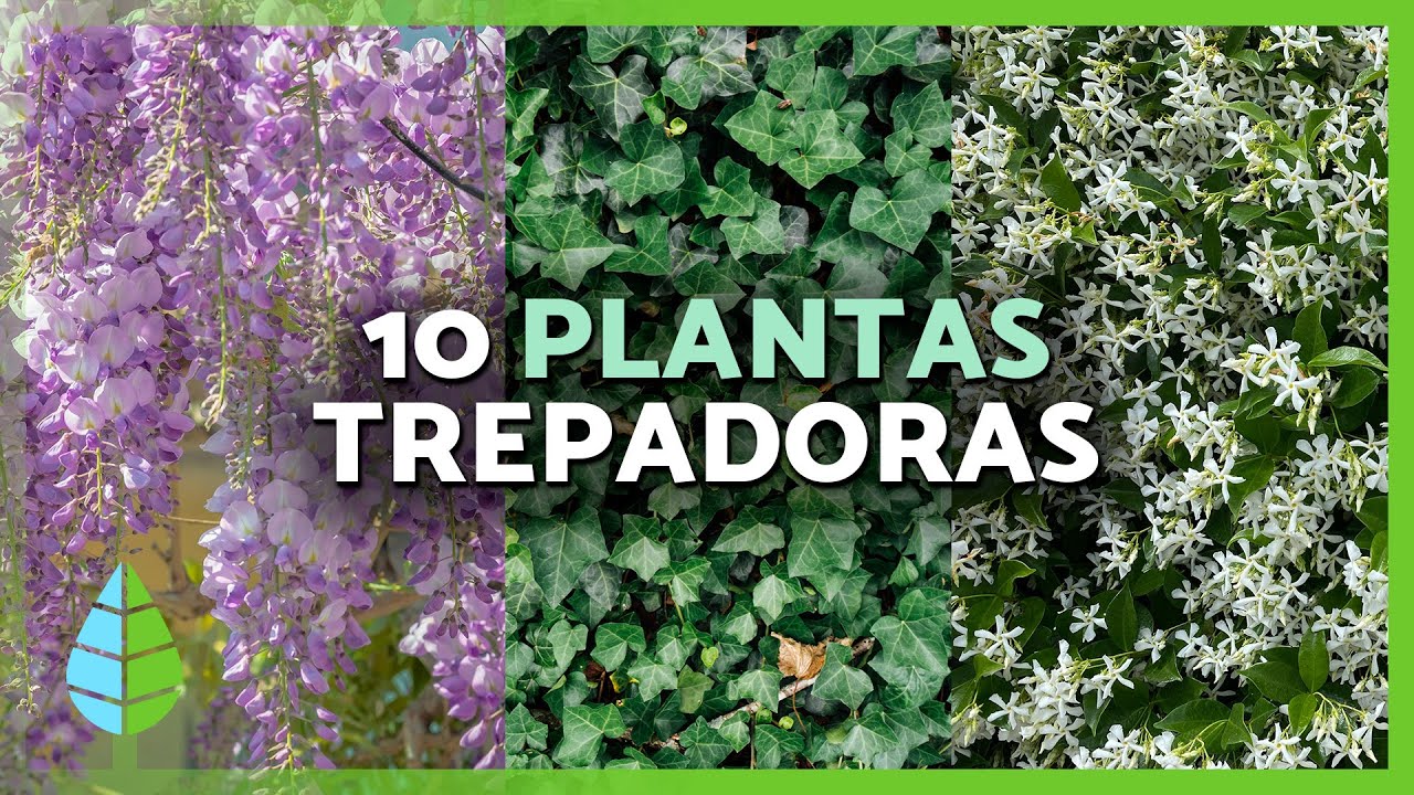 plantas trepadoras con flor resistentes al sol