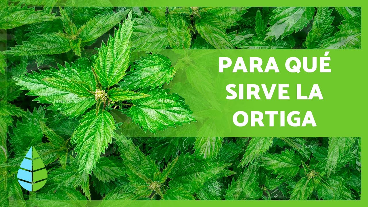 propiedades de la infusión de ortiga
