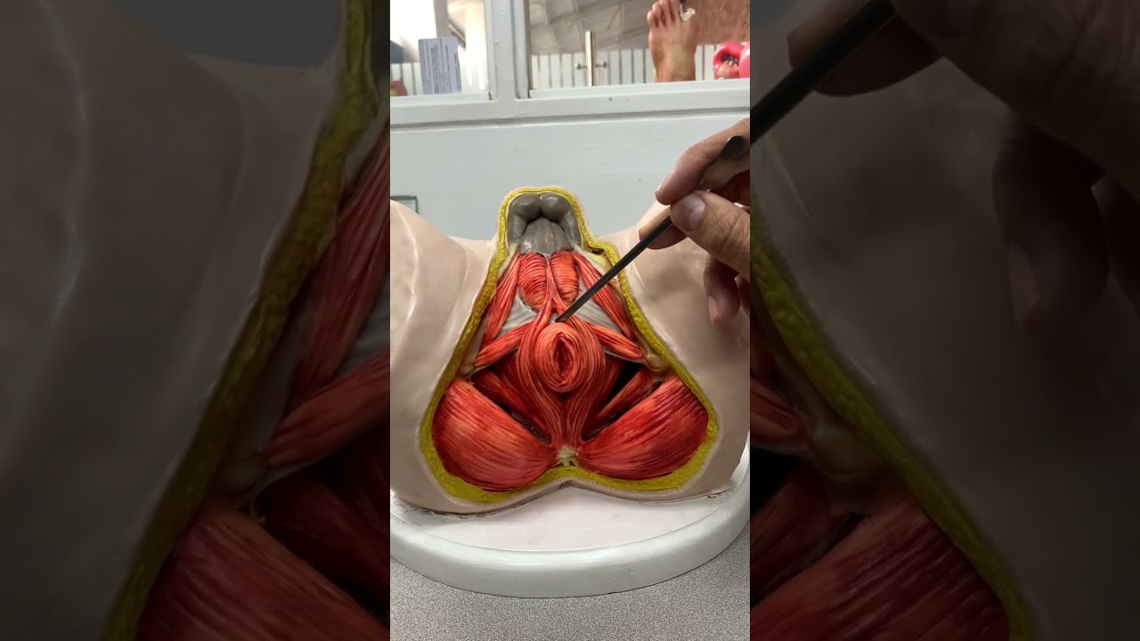 que es el perineo del hombre