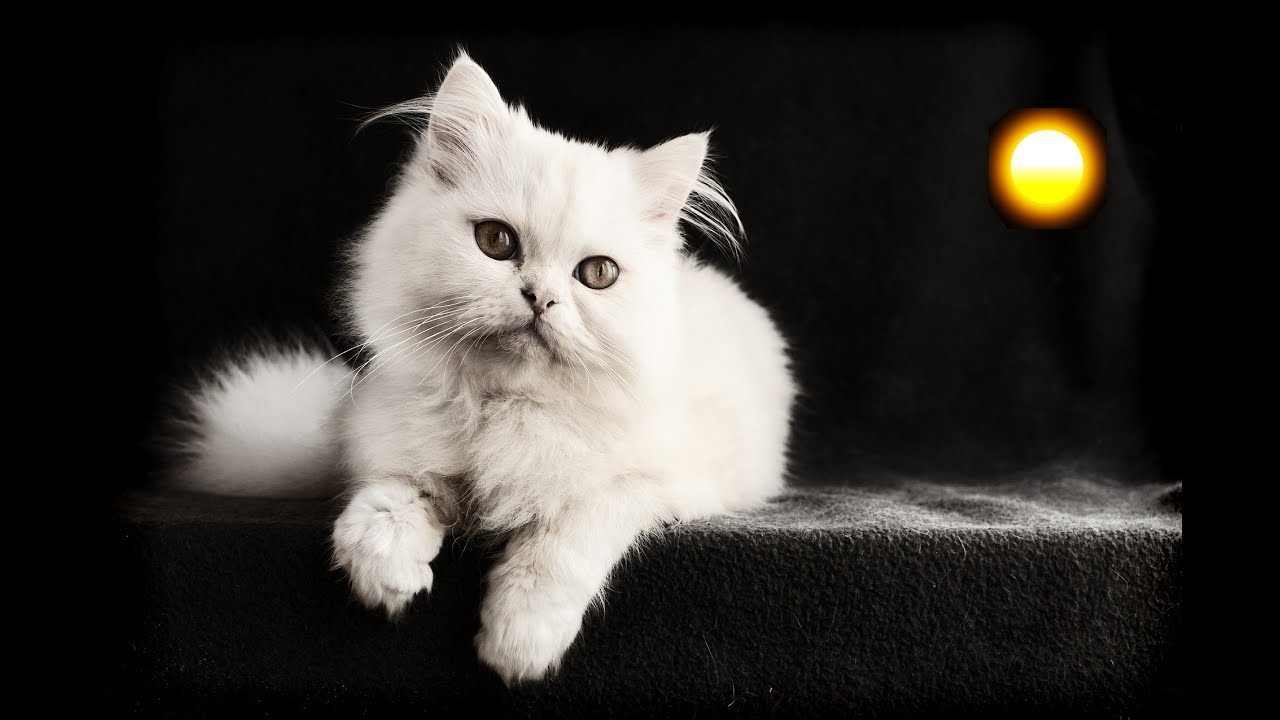 que significa soñar con un gato blanco