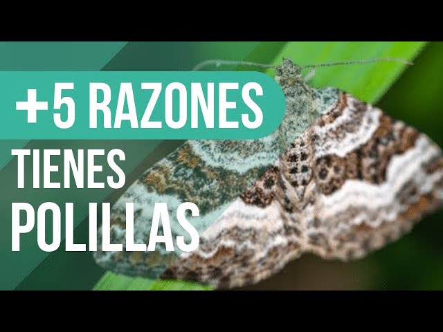 que significa una polilla en la habitación