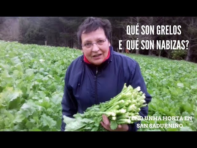 que son los grelos en galicia