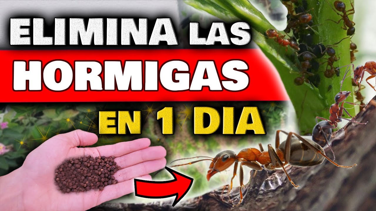 remedios caseros para hormigas en plantas