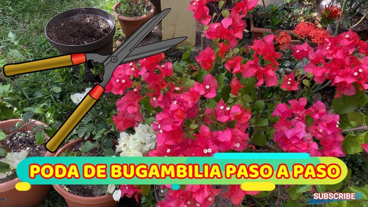 se puede podar la buganvilla en verano