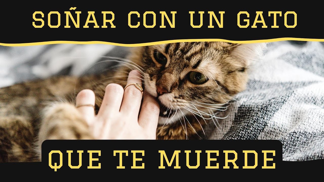 soñar que te muerde un gato