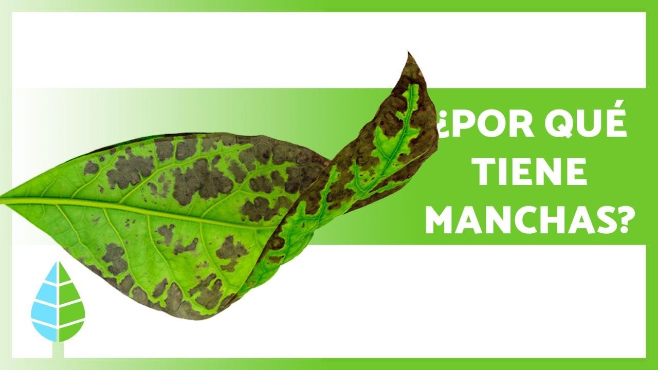 tipos de manchas en las hojas de las plantas