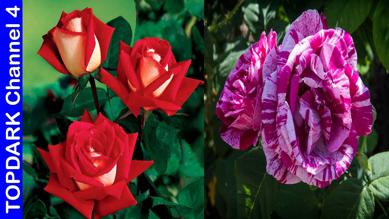 tipos de rosas color y sus nombres