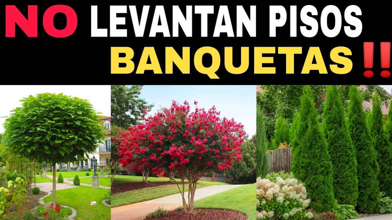 arbol de sombra y poca raiz