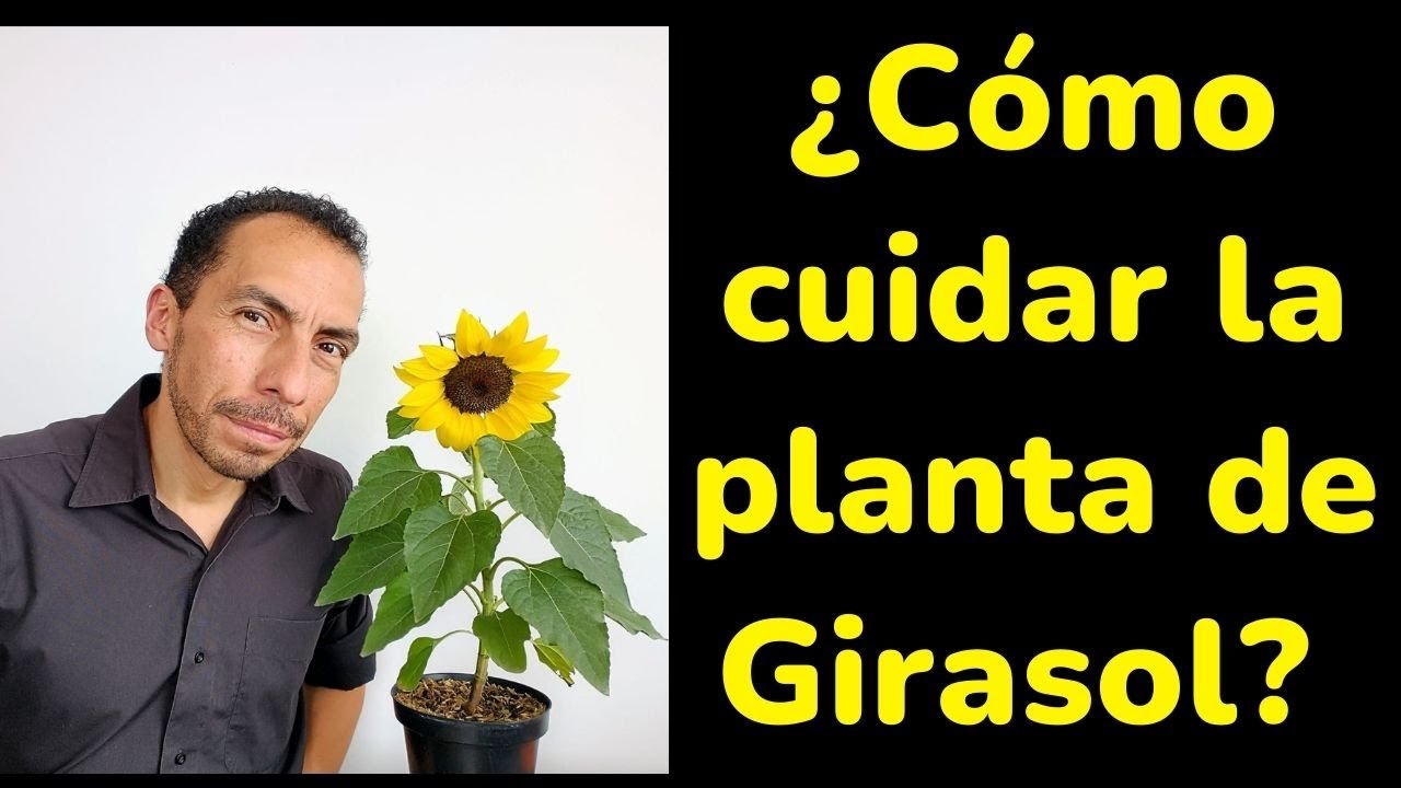 cómo cuidar un girasol en maceta