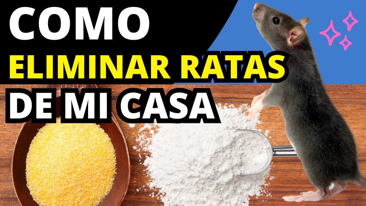 como eliminar a los ratones rápido