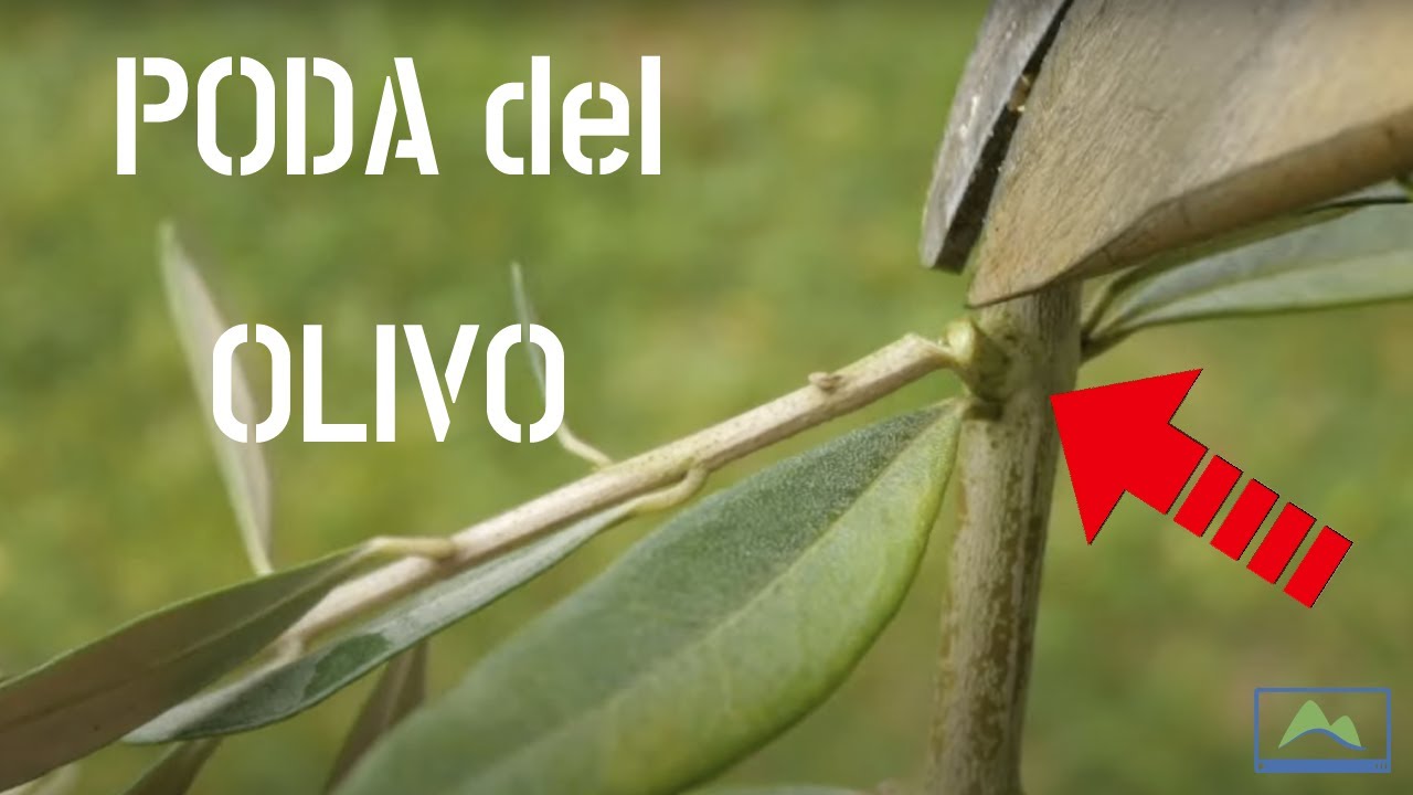 cuando podar un olivo de jardin