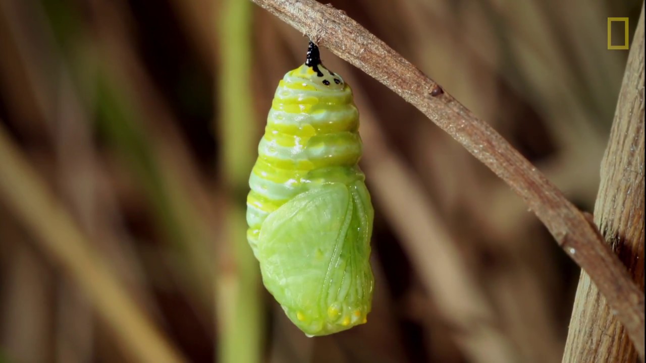 cuanto tarda en salir la mariposa del gusano de seda