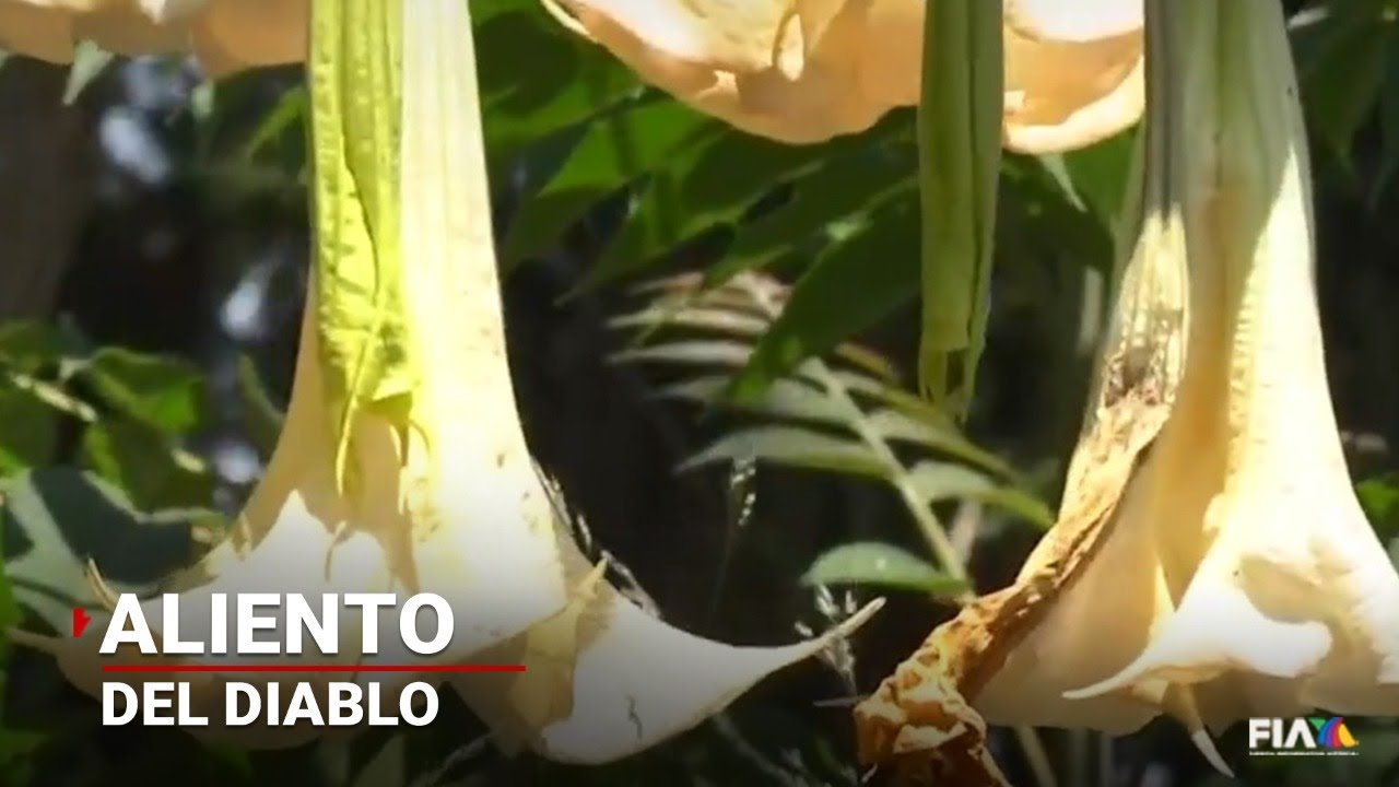 efectos de la burundanga en las mujeres