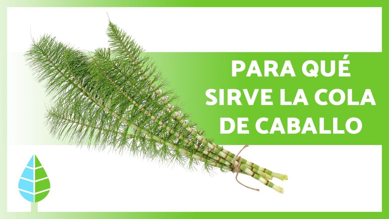 efectos de la cola de caballo