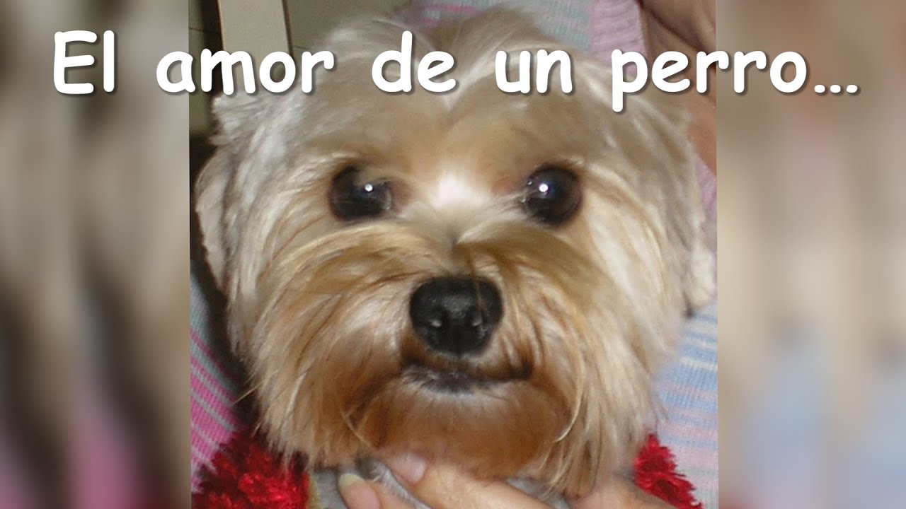 el amor de un perro frases