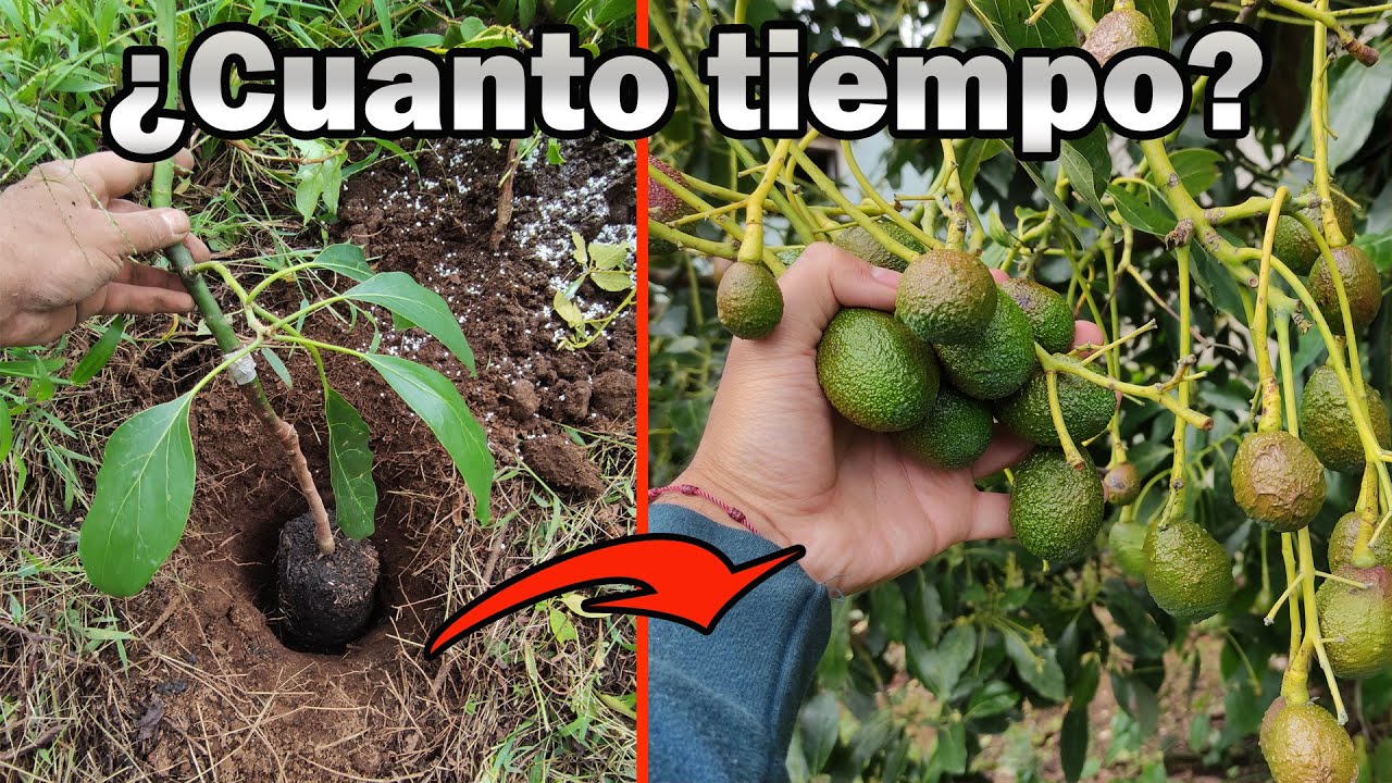 en que mes da fruto el aguacate