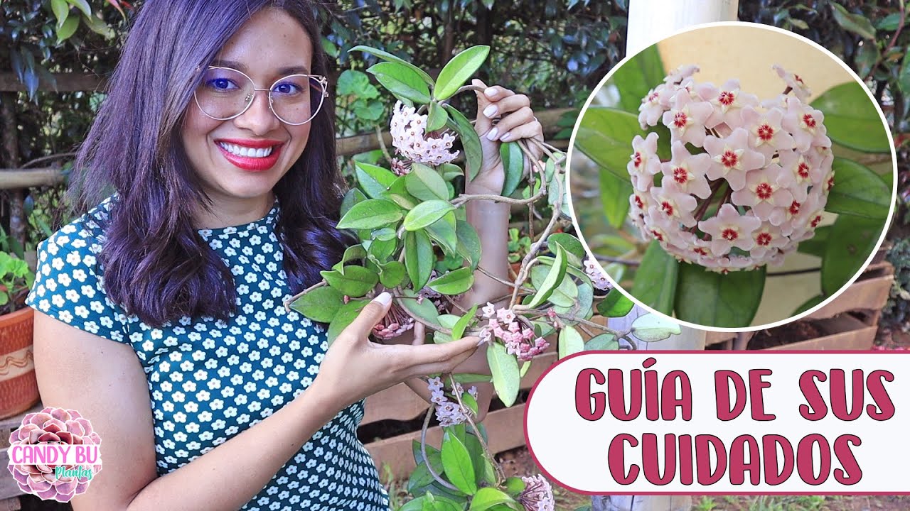 flor de cera cuidados en maceta