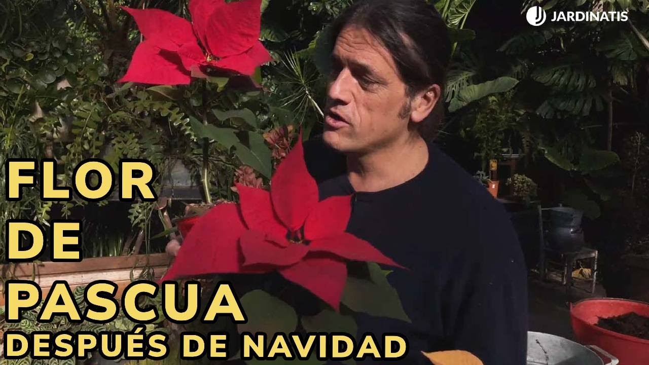 flor de pascua cuidados después de navidad