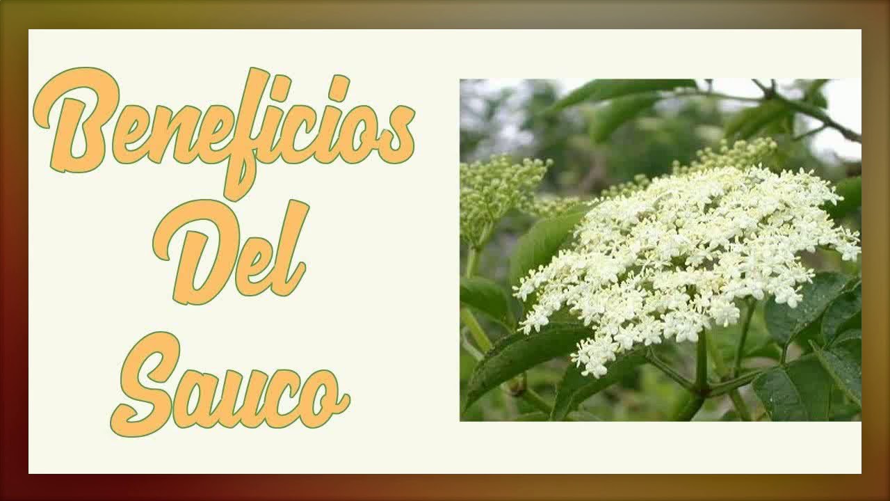 flores de sauco para que sirven