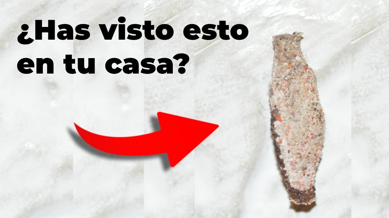 huevos de insectos en la pared