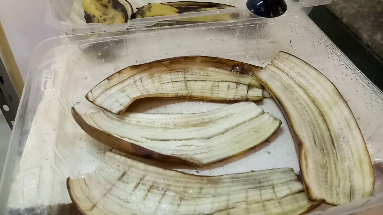 larvas de moscas de la fruta