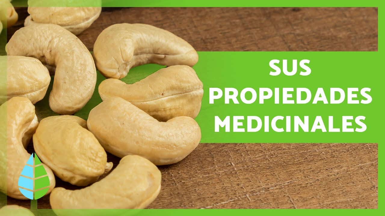 los anacardos son buenos para los perros