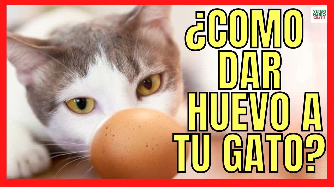los gatos pueden comer huevos crudos