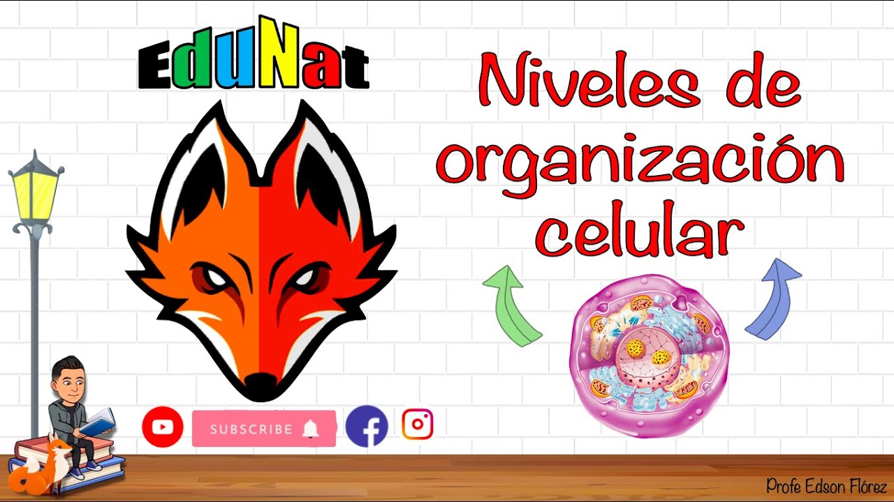nivel de organización de la célula