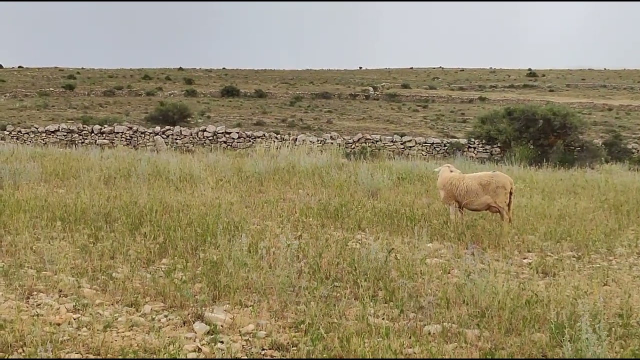 oveja que bala bocado que pierde