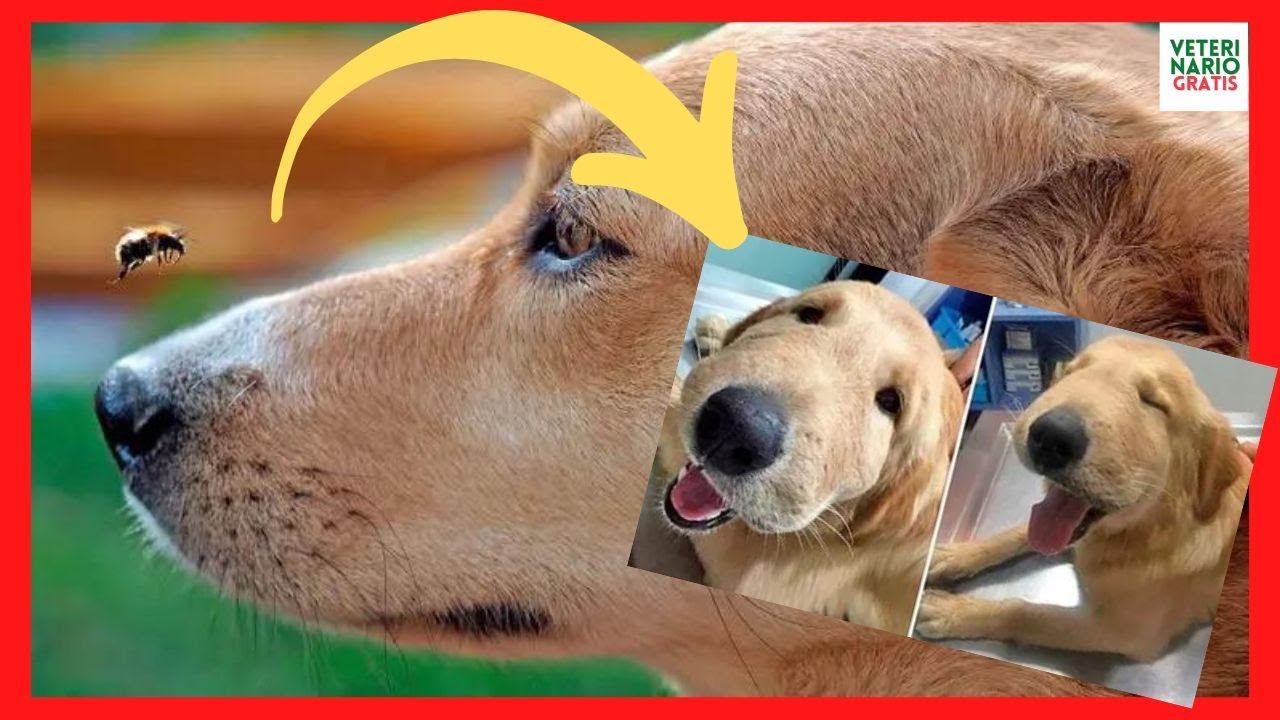 picadura de avispa en perros remedios caseros