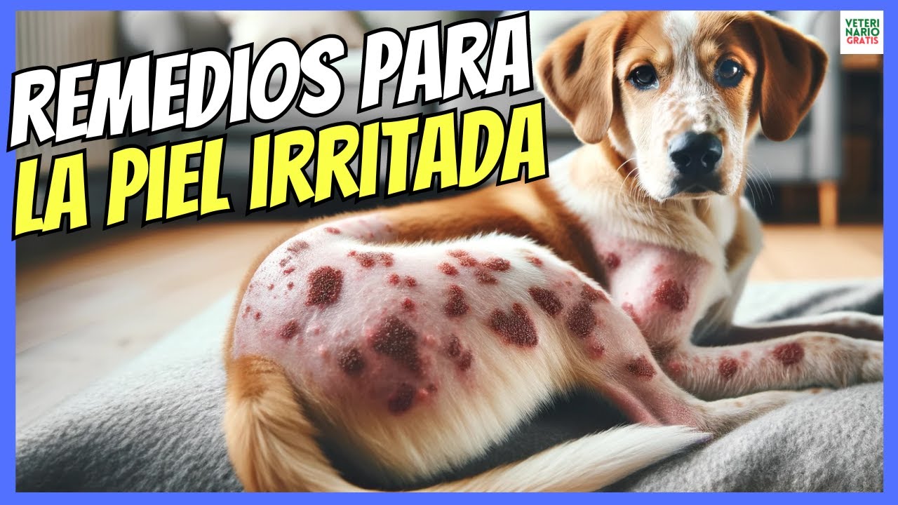 piel irritada en perros remedios caseros