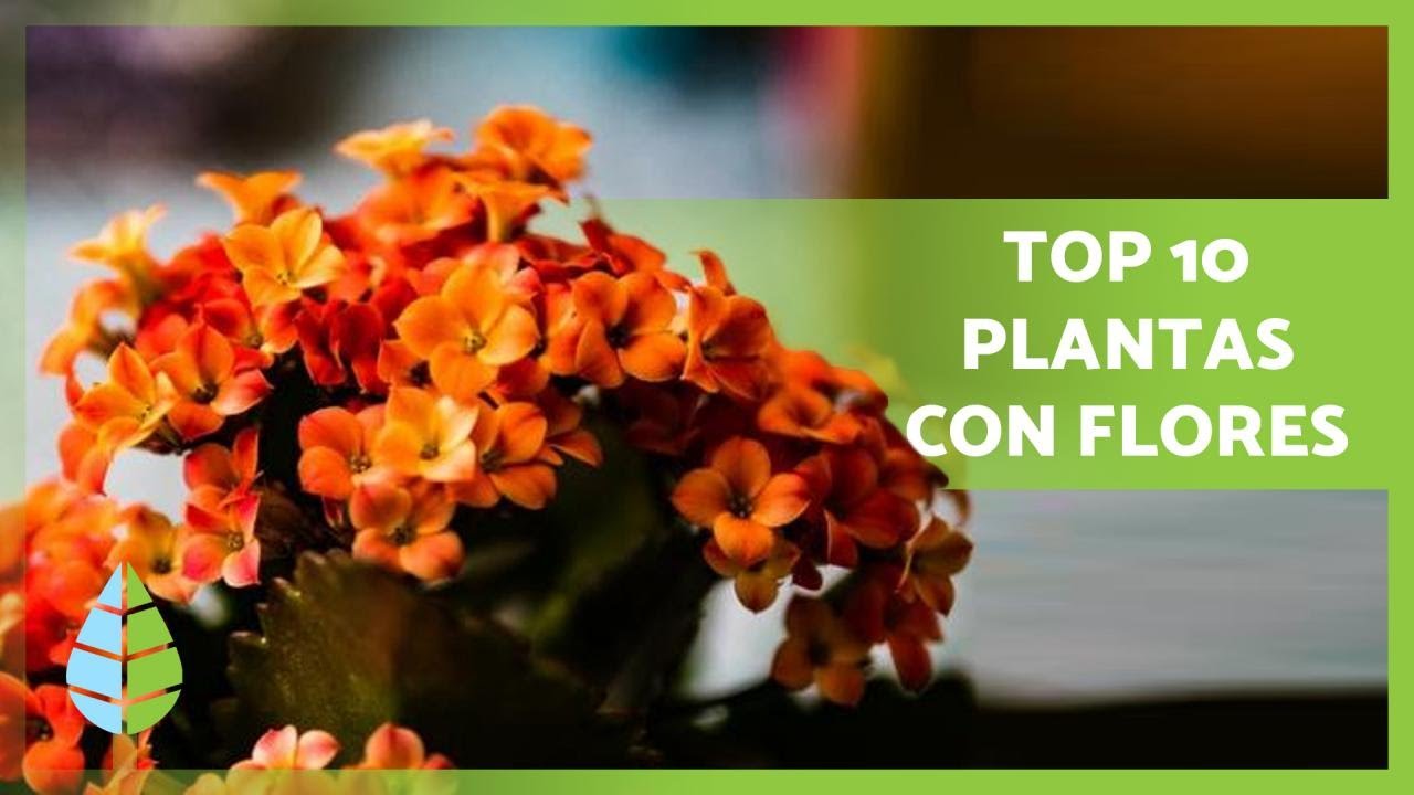 plantas de interior con flor todo el año