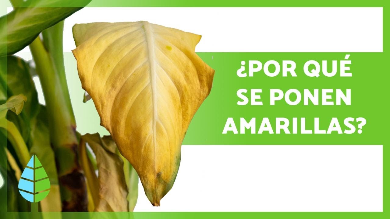 por qué se ponen amarillas las hojas de las plantas