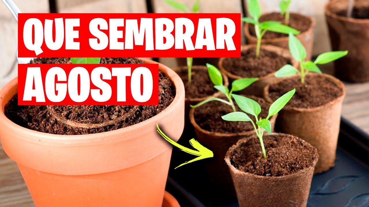 que se puede plantar en agosto