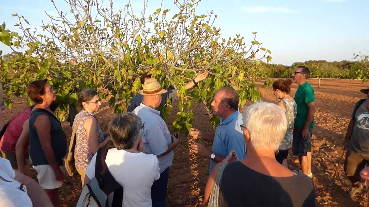 se come la piel del higo