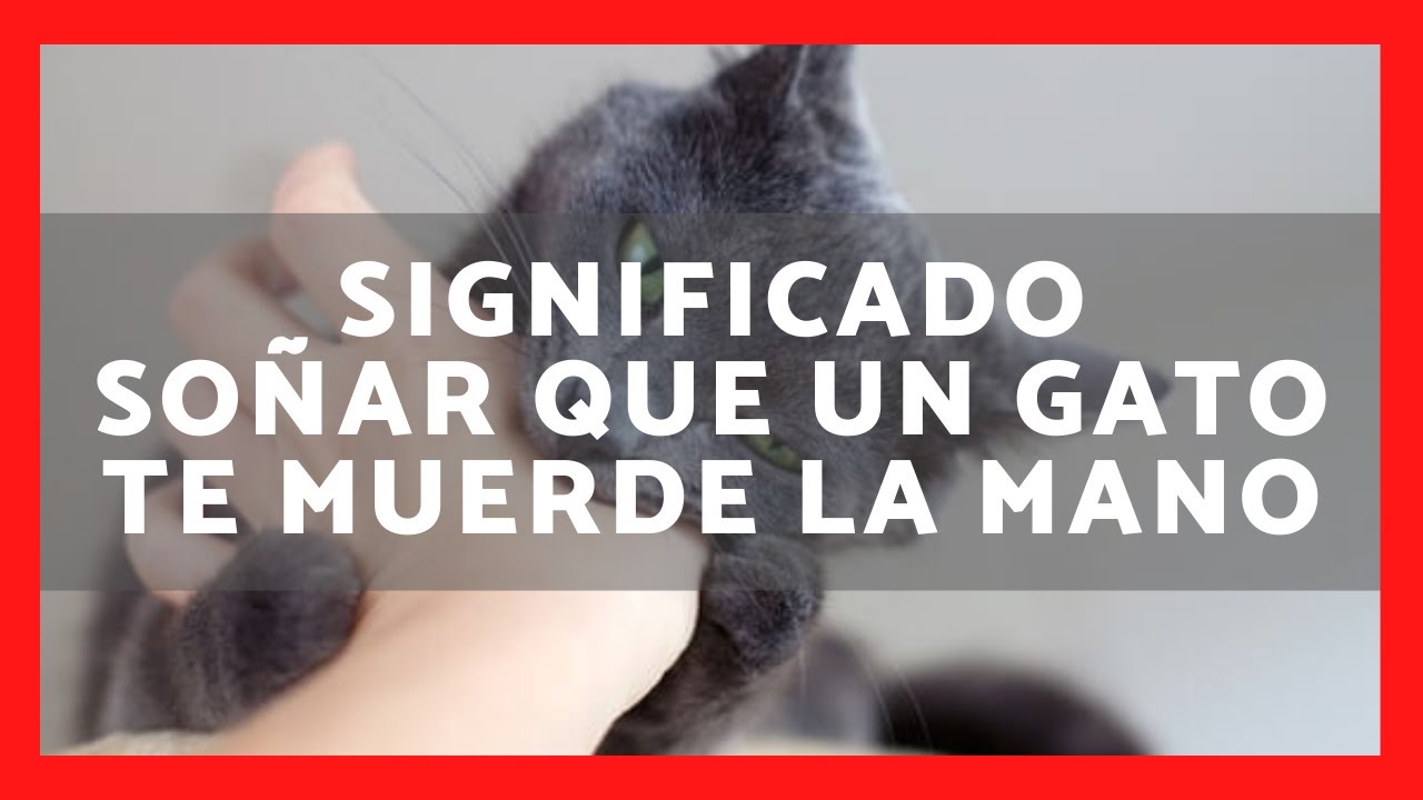 soñar que un gato te ataca la mano